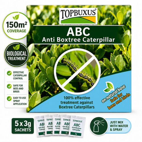 Topbuxus abc box tree - topbuxus,