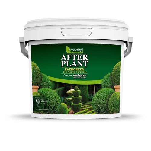 Evergreen buxus plant - buxus,